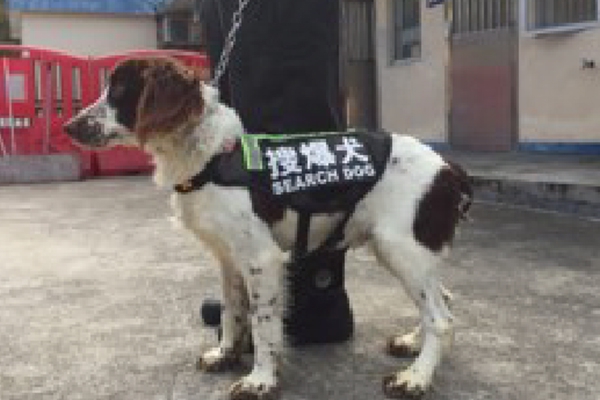 上海搜爆犬