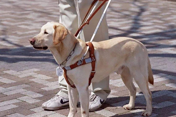 上海导盲犬